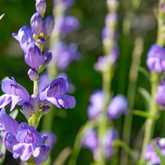 Rocky Mountain Penstemon